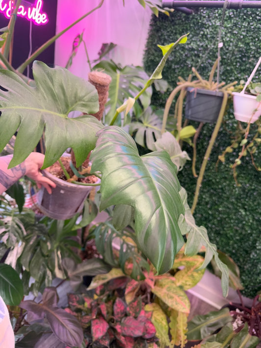 Philodendron bipinnatifidum x tortum (#048782594188)