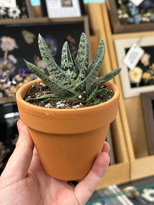 Gasteria cv. 'Bi-color' (#296089563105)