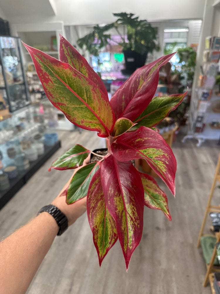 Aglaonema spp. 'Siam Aurora' (#677215019400)