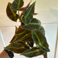 Begonia Cv. 'listada' (#927193116)