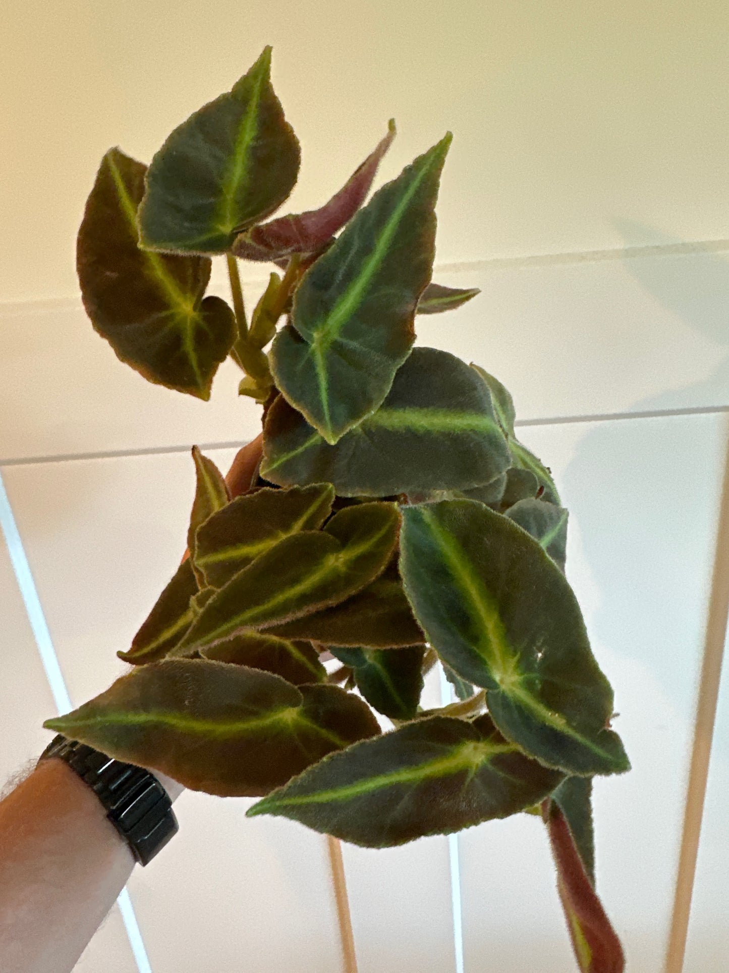 Begonia Cv. 'listada' (#927193116)
