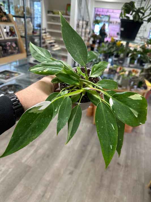 Philodendron erubescens 'White Princess ' (#272839188077)