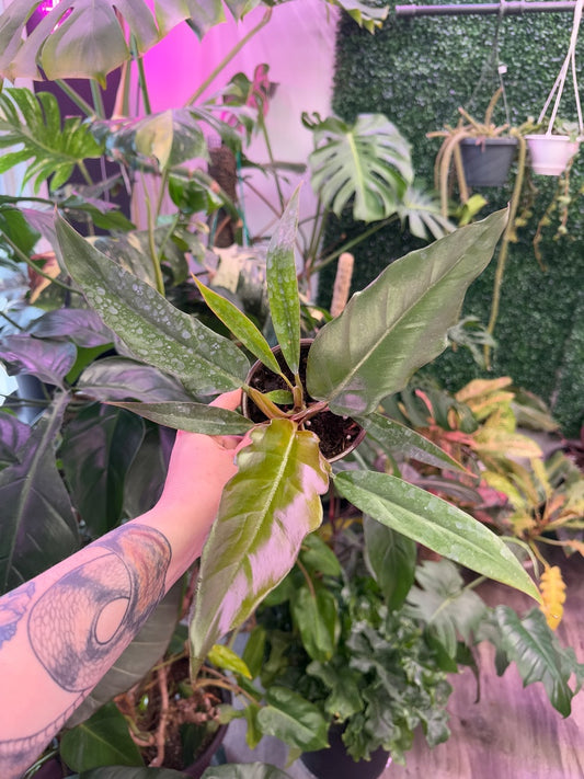 Philodendron Pluto (#021208966071)