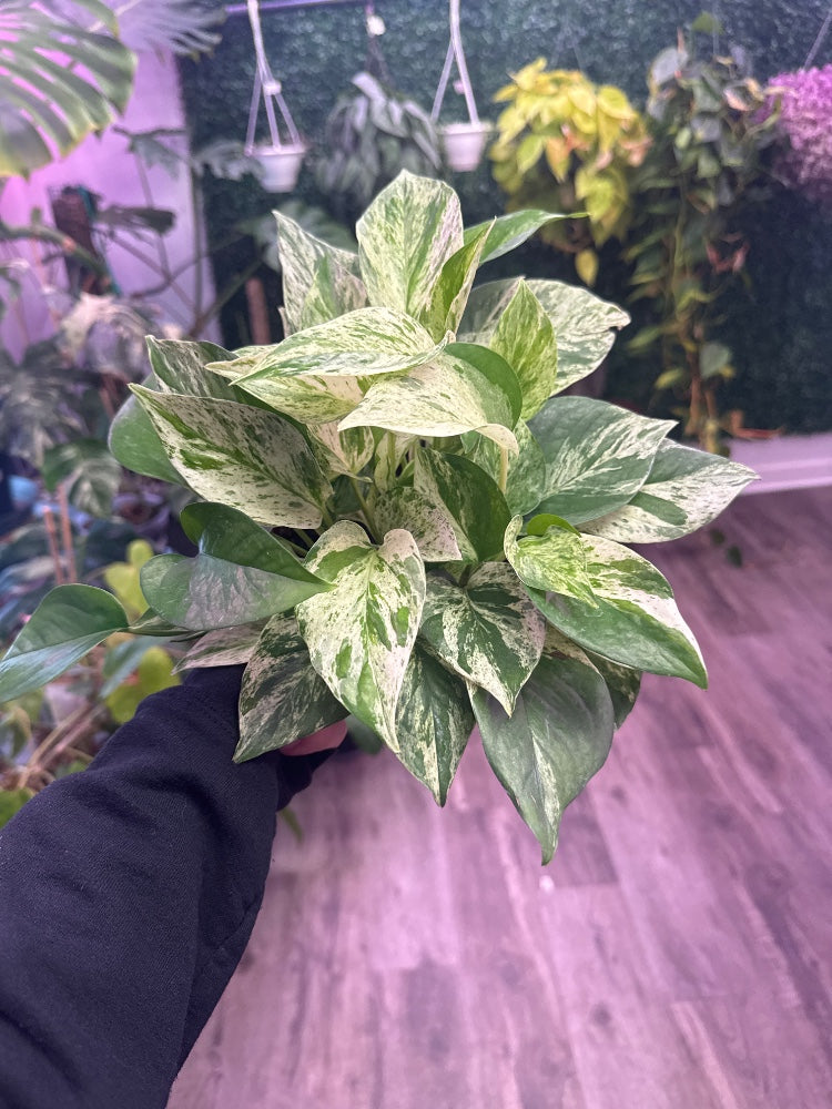 Epipremnum aureum 'Marble Queen' (#673518604969)