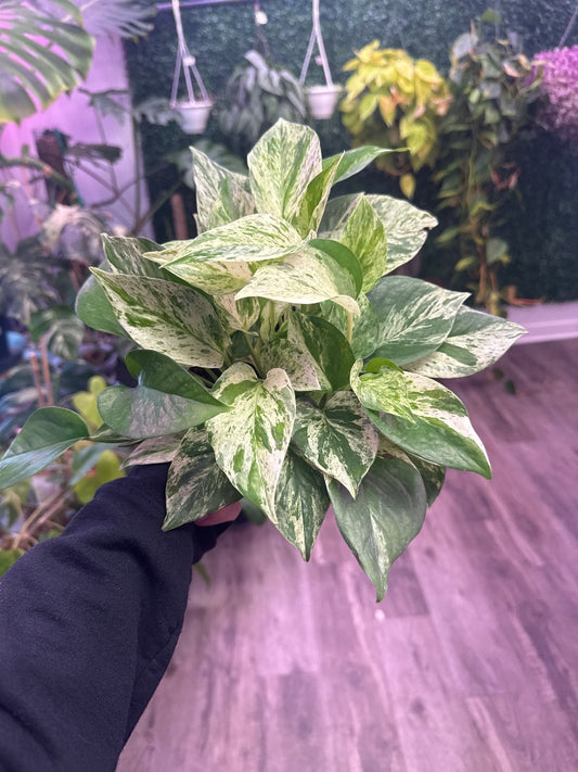 Epipremnum aureum 'Marble Queen' (#673518604969)