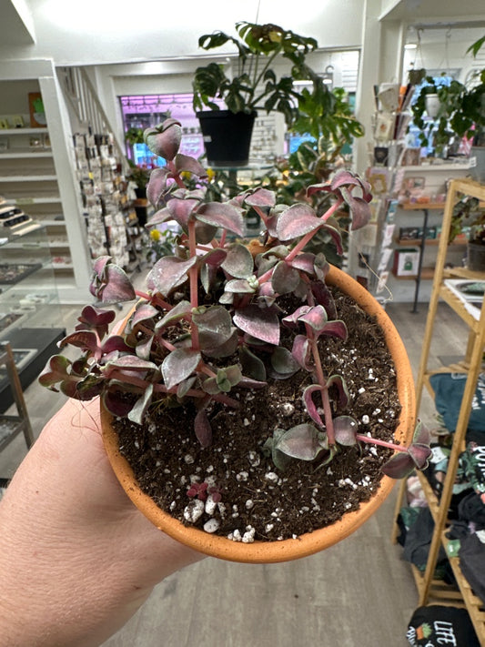 Crassula cv. 'Calico Kitten' (#044593680770)