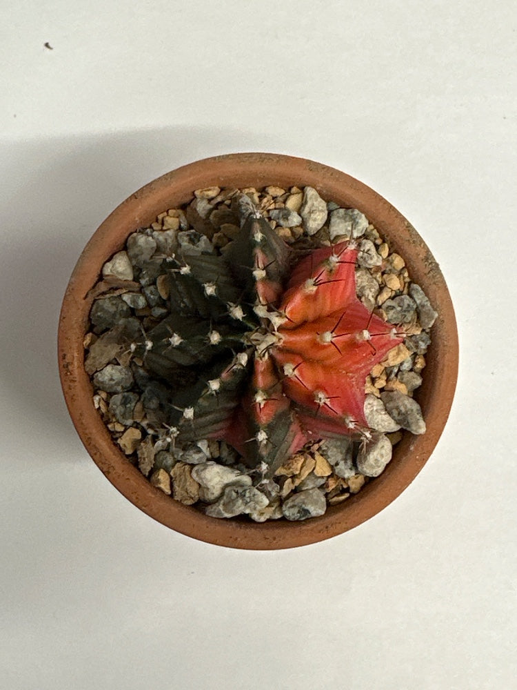 Gymnocalycium mihanovichii 'Hybrid' (#875080920313)