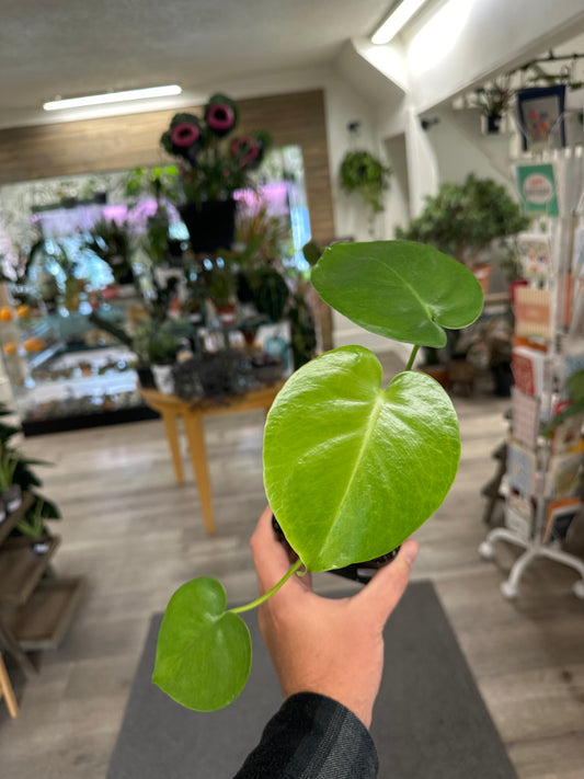 Monstera Deliciosa (#379858732)