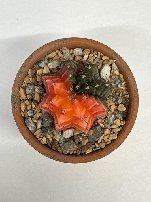 Gymnocalycium mihanovichii 'Hybrid' (#706513745397)