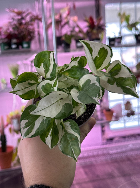 Epipremnum aureum 'Pearls and Jade' (#036678696970)