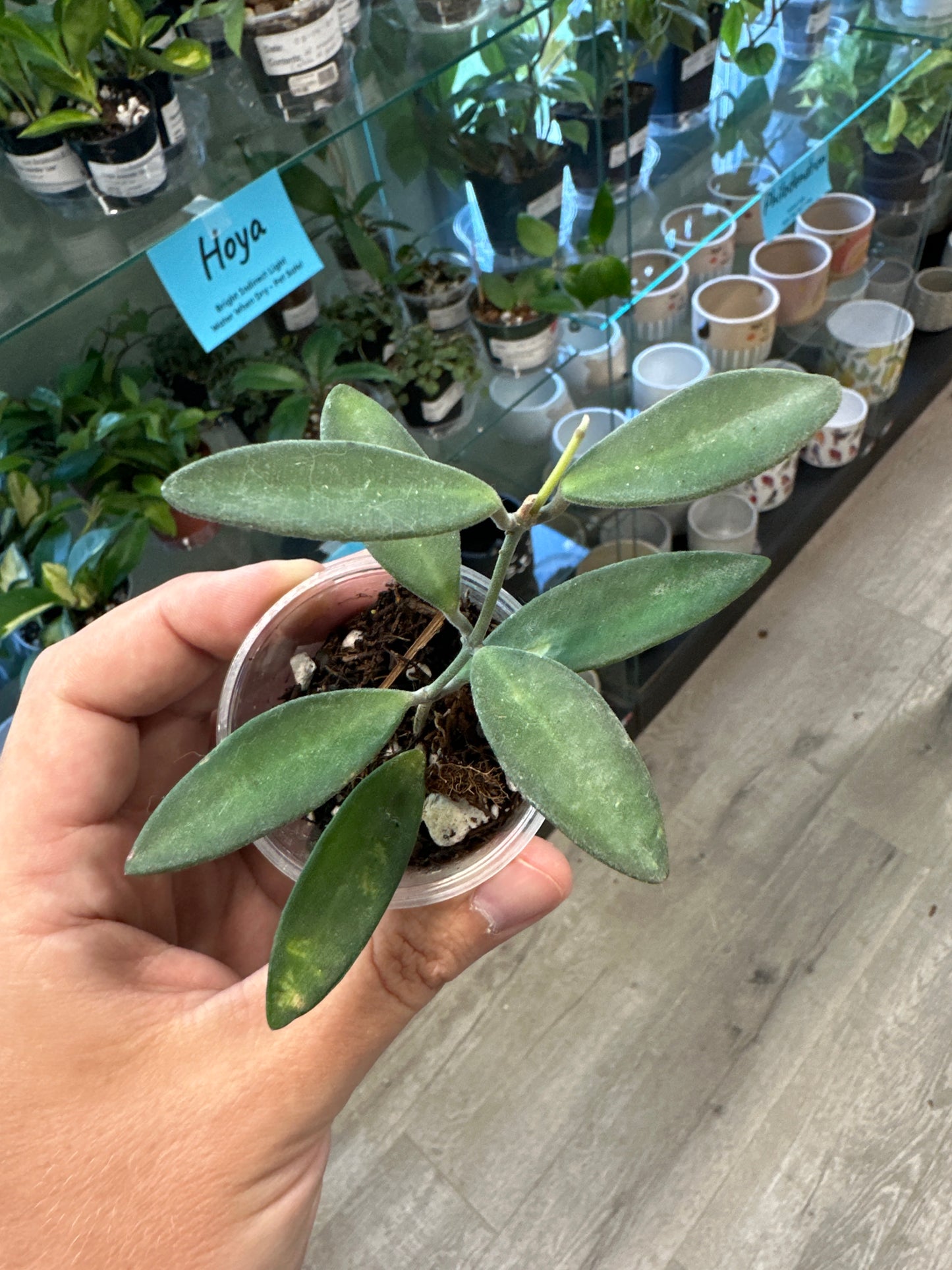 Hoya anncajanoae [ID #70647753]