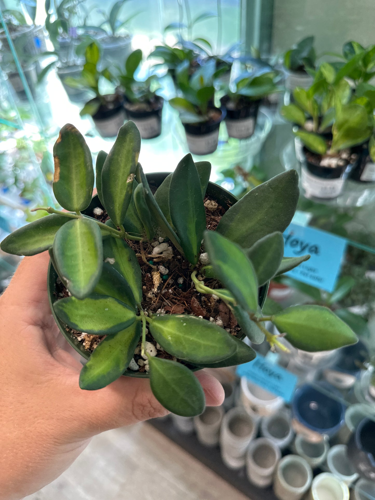 Hoya burtoniea variegata (4") [ID #80813642509]