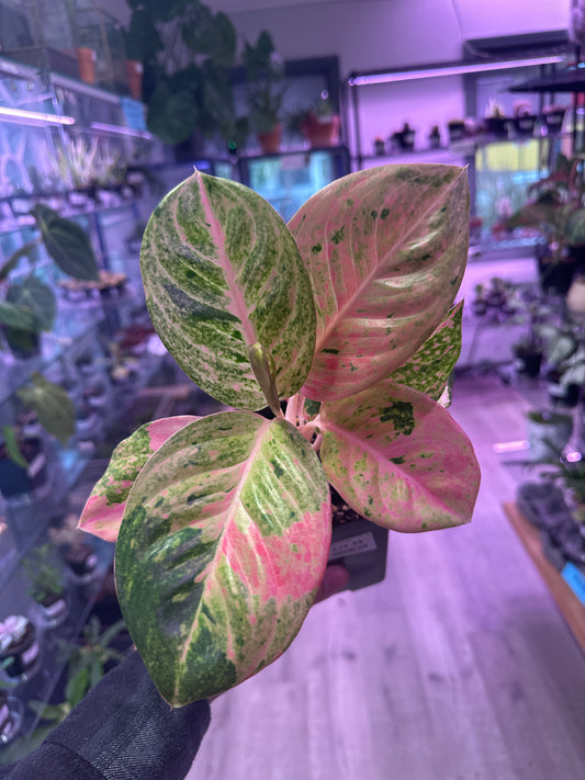 Aglaonema Pink Emerald (#1555227709)