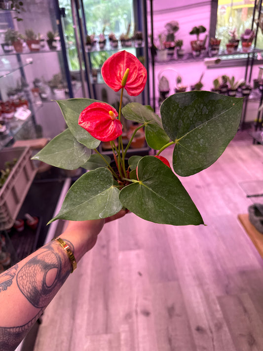 Anthurium Andraeanum 'Flamingo Lily' (#940018715)