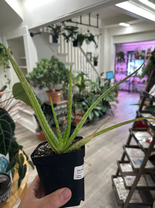 Aloe Vera (#984371267)