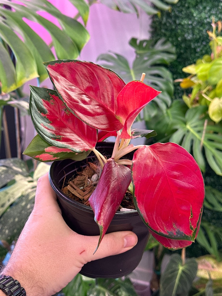 Aglaonema spp. 'Suksom Jaipong' (#573360264256)