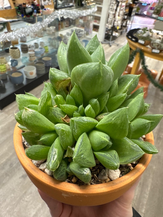 Haworthia cymbiformis (#323847133801)