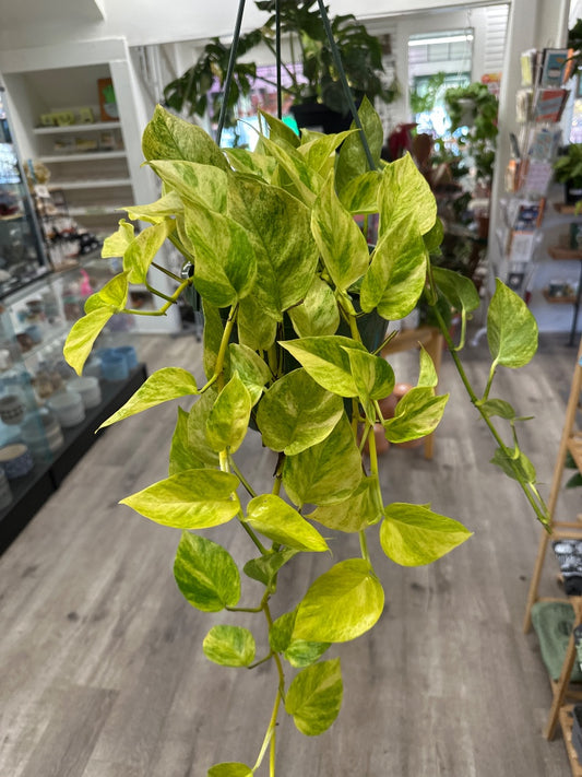 Epipremnum aureum 'Neon Queen' (#948775602403)