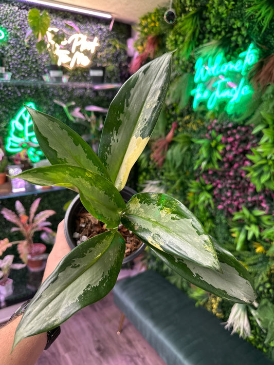 Aglaonema spp. 'Suwannaphummi' (#770145325361)