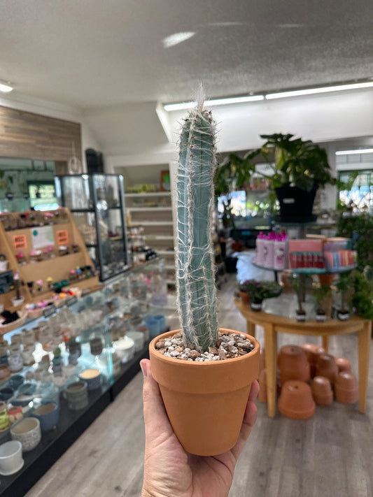 Pilosocereus magnificus (#040810698879)