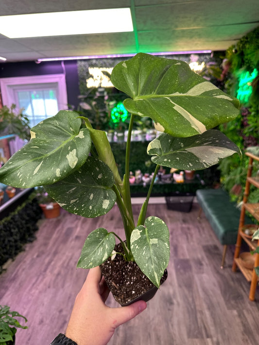 Monstera deliciosa 'Thai Constellation' (#895212983224)