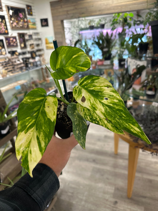 Epipremnum Aureum 'Yellow Sunrise' (#199182598)