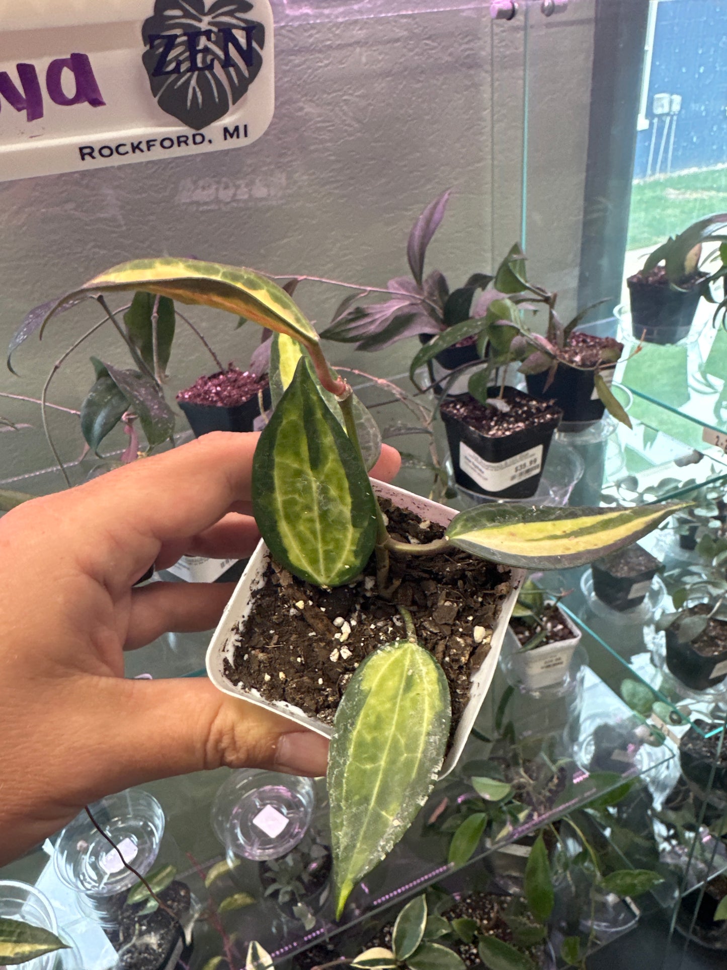 Hoya macrophylla 'Pot of Gold' (#288156085)
