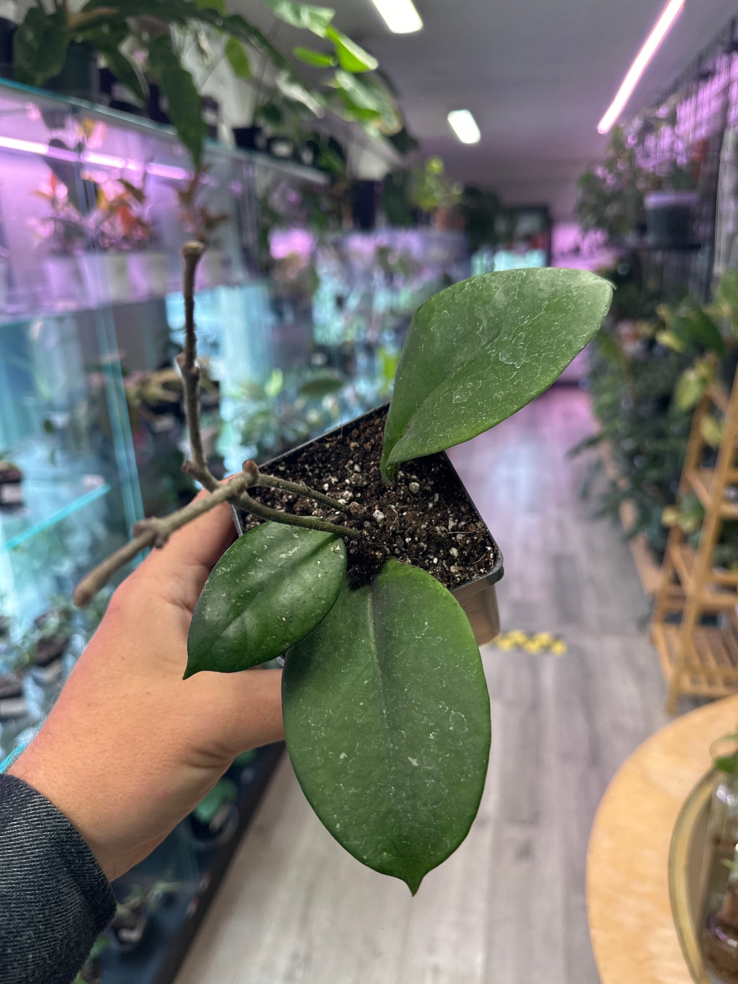 Hoya Fungii (#983726053)