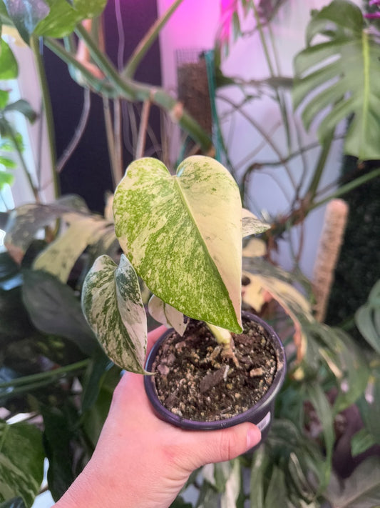 Monstera deliciosa 'Mint' (#099567532368)