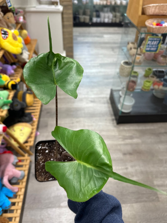 Alocasia macrorrhizo 'Sting Ray ' (#394144158866)