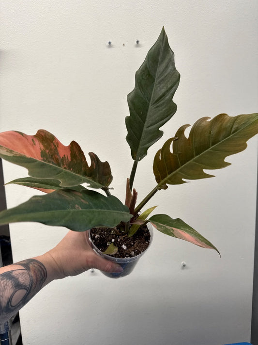 Philodendron Carmel Marble  ' Variegata' (#407652713643)