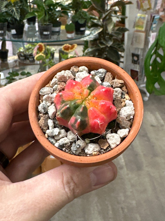 Gymnocalycium mihanovichii 'Hybrid' (#613679625080)