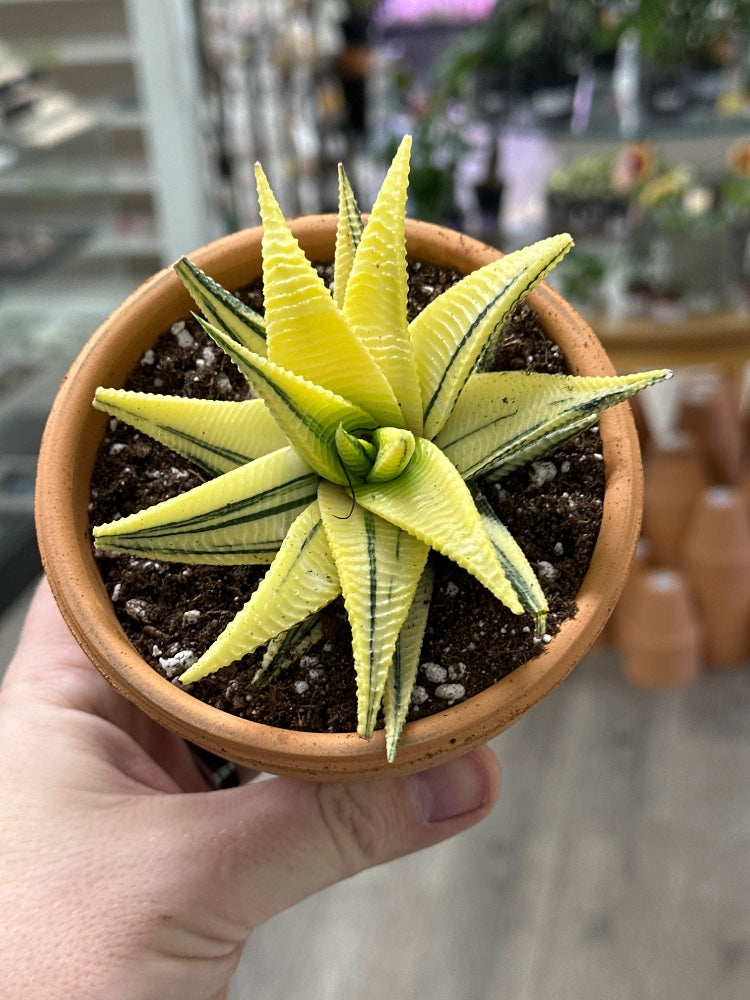 Haworthia cv. 'Aurea' (#710015058975)