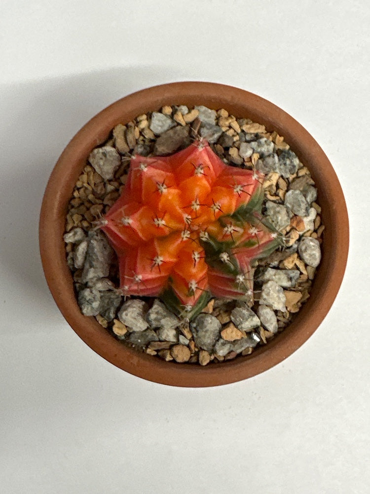 Gymnocalycium mihanovichii 'Hybrid' (#342944266393)