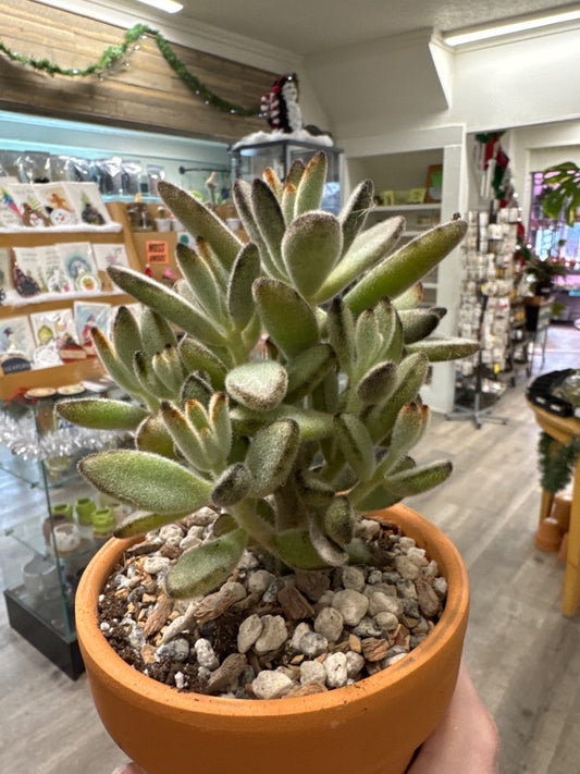 Kalanchoe tomentosa 'Nigra' (#398070861814)