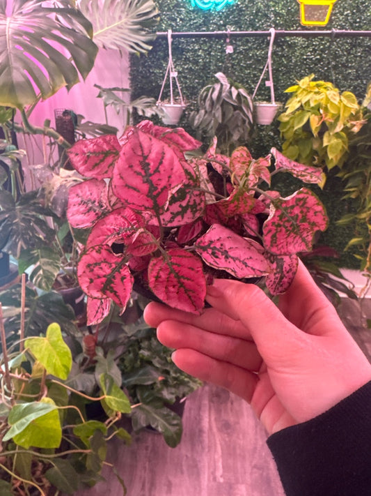 Hypoestes phyllostachya 'Polka Dot Plant' (#910965402539)