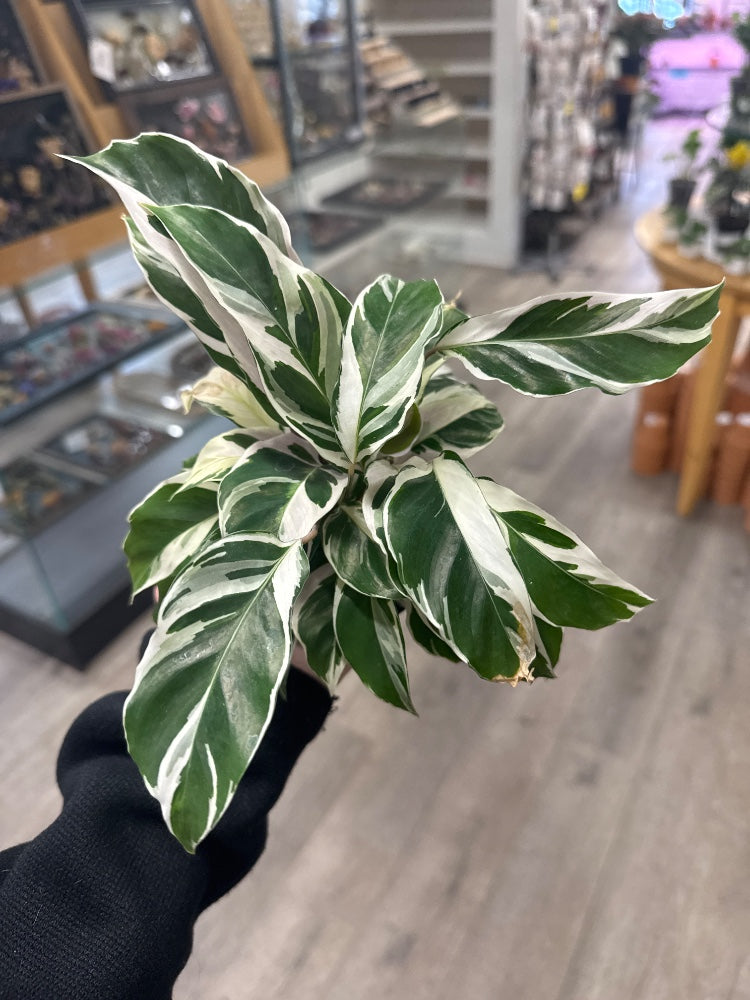 Calathea cv. 'White Fusion' (#842031169354)