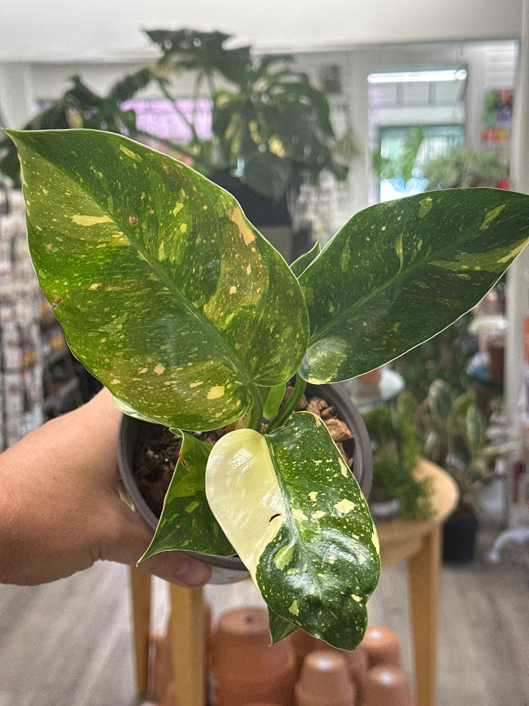 Philodendron spp. 'Green Congo Nuclear' (#738037558710)