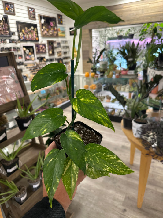 Epipremnum Aureum 'Yellow Sunrise' (#361134655)
