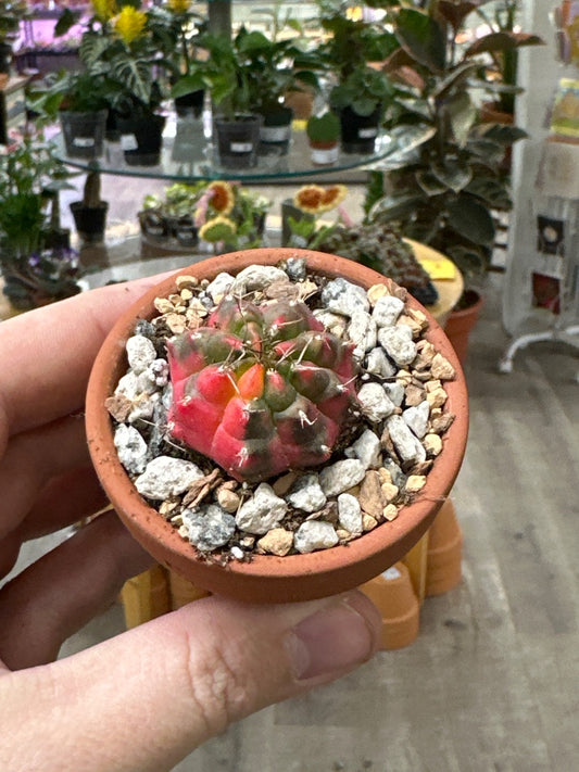 Gymnocalycium mihanovichii 'Hybrid' (#672661020797)