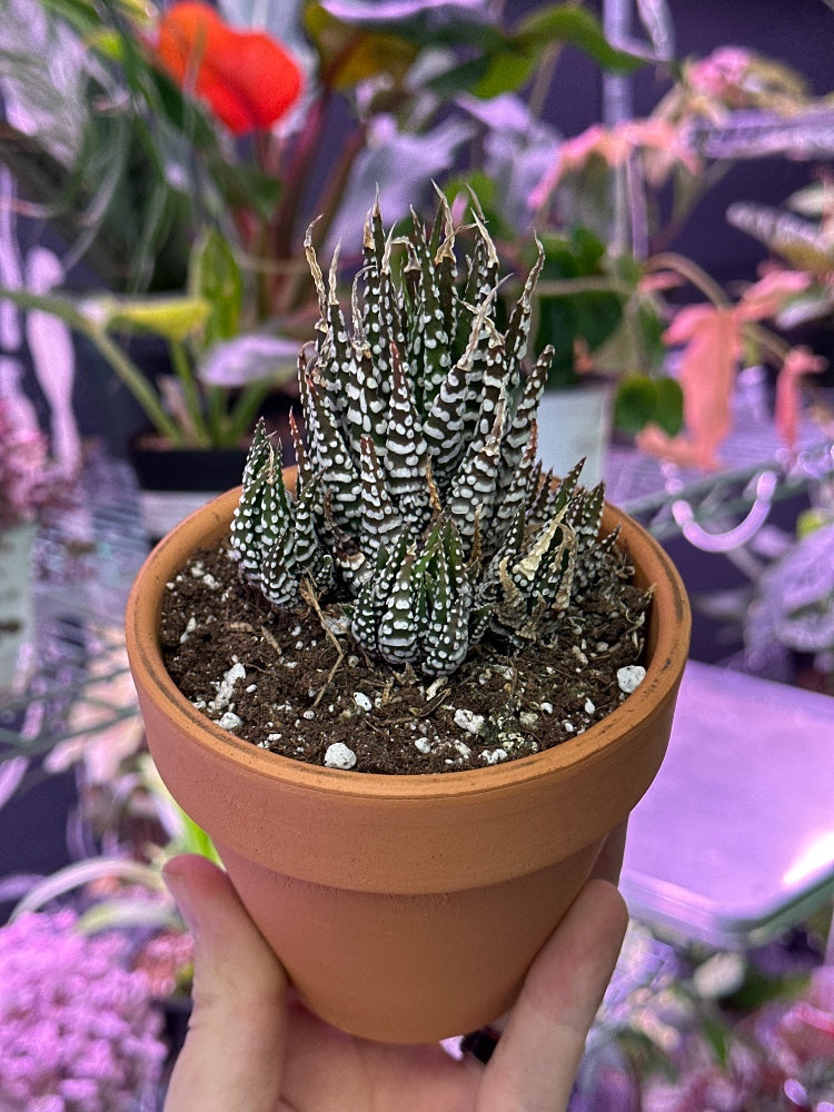 Haworthia cv. 'Big Band' (#050644282969)