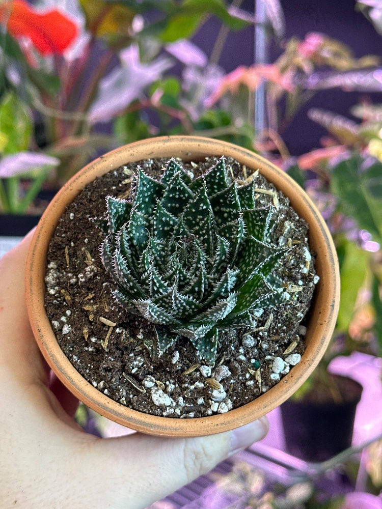 Aloe zambezi (#283526939183)