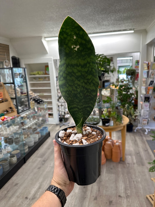 Sansevieria masoniona 'Whale Fin' (#470690322498)