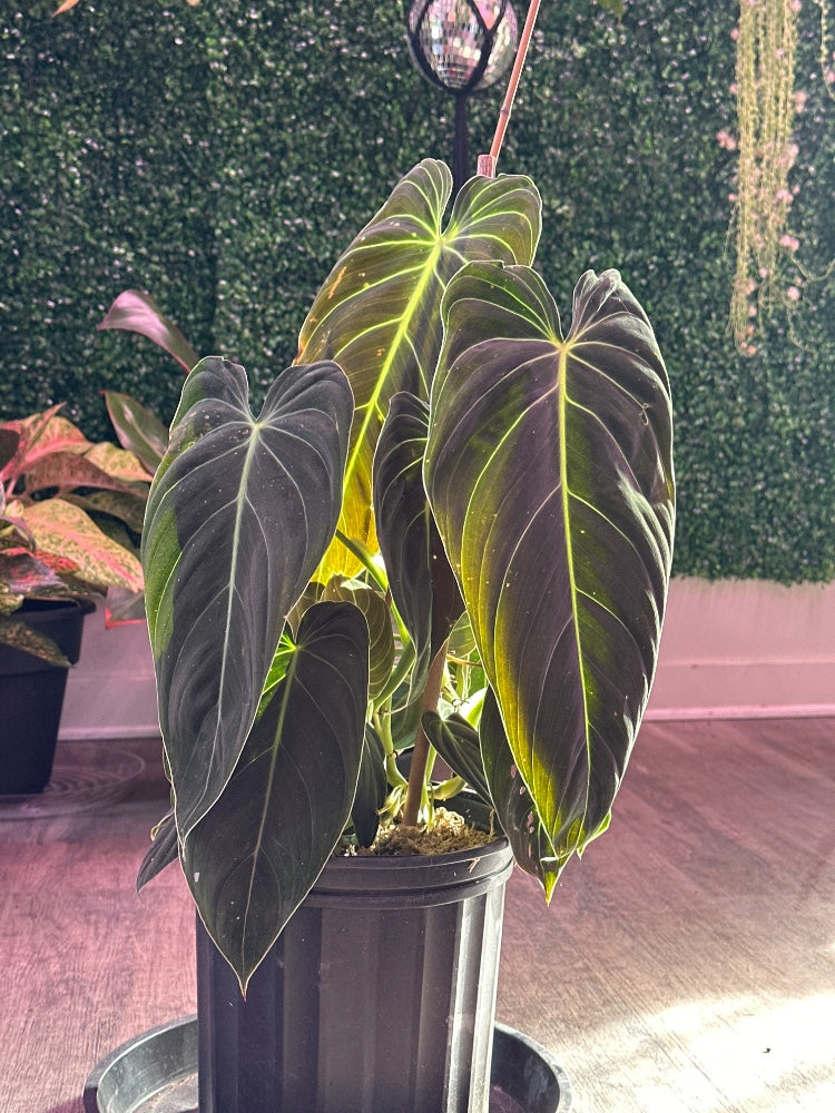 Philodendron melanochrysum 'Black Gold' (#595958096376)