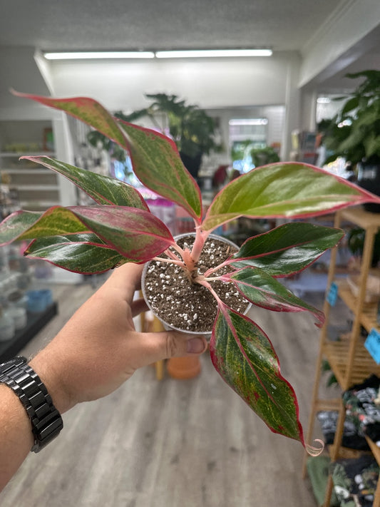 Aglaonema spp. 'Siam Aurora' (#112882595023)