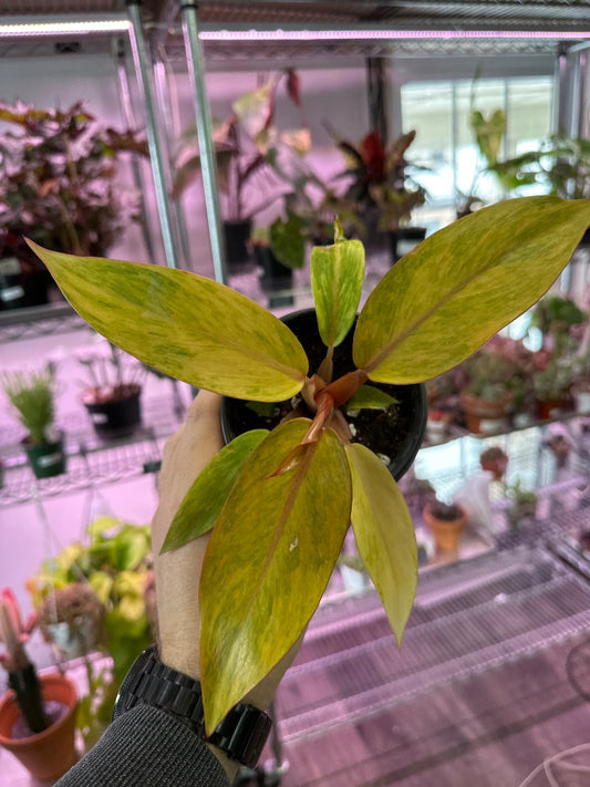 Philodendron erubescens 'Orange Marmalade' (#810222089366)