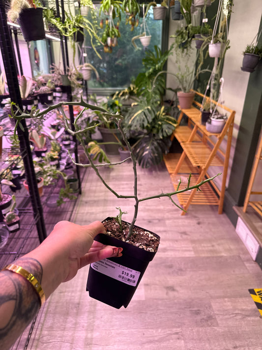 Euphorbia Stenoclada (#109203729)