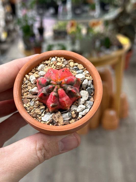 Gymnocalycium mihanovichii 'Hybrid' (#701000627924)