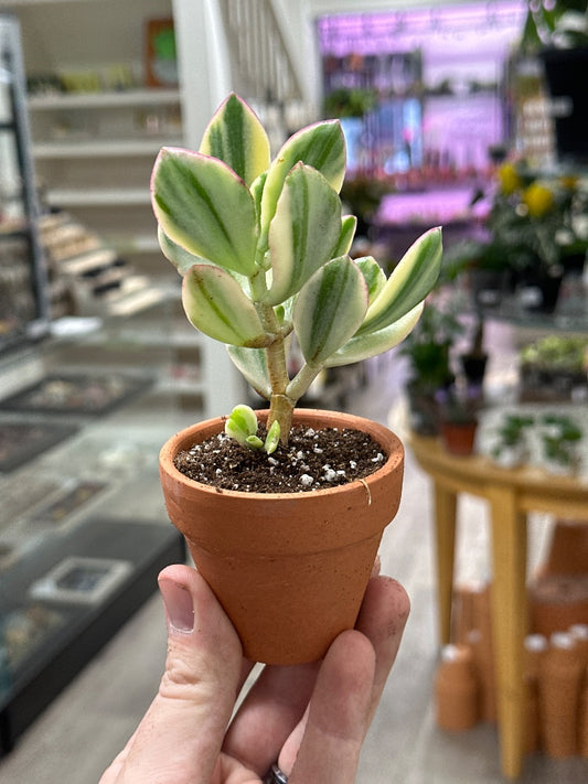 Crassula ovata 'Variegated Jade' (#598956761984)