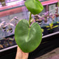 Philodendron Ricardoi [ID #15478761699]